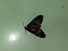 Dysschema magdala