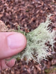 Usnea subfloridana