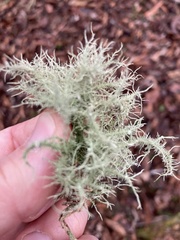 Usnea subfloridana