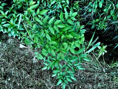 Cicuta maculata maculata