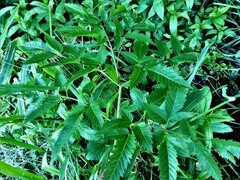 Cicuta maculata maculata