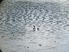 Leucocarbo magellanicus