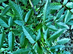 Cicuta maculata maculata