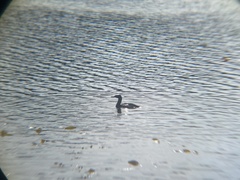 Leucocarbo magellanicus