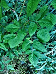 Cicuta maculata maculata