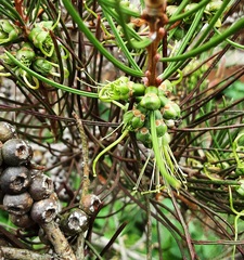 Melaleuca linearis acerosa
