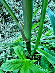 Cicuta maculata maculata