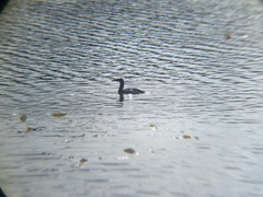 Leucocarbo magellanicus