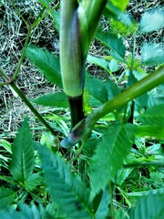 Cicuta maculata maculata