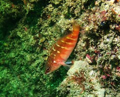 Hypoplectrodes maccullochi