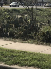 Opuntia lindheimeri