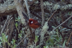 Cardellina rubra