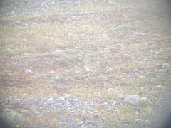 Thinocorus rumicivorus