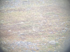 Thinocorus rumicivorus