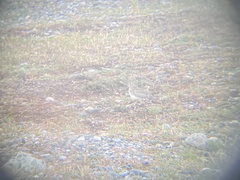 Thinocorus rumicivorus