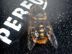 Scaptia auriflua