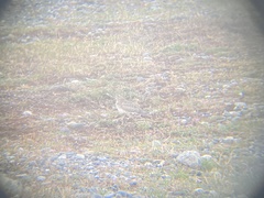 Thinocorus rumicivorus