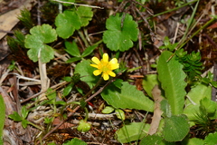 Ranunculus collinus