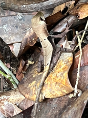 Stenocercus fimbriatus