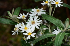 Olearia phlogopappa