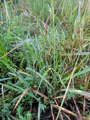 Paspalum orbiculare