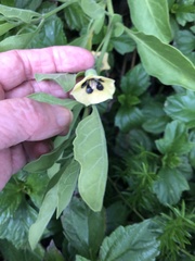 Physalis cinerascens spathulifolia