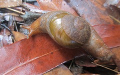 Parmavitrina