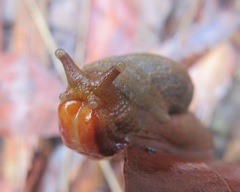 Parmavitrina