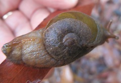 Parmavitrina