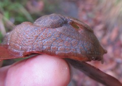 Parmavitrina
