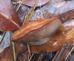 Parmavitrina