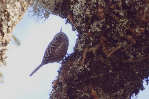 Grey-barred Wren (Campylorhynchus megalopterus), photo 10
