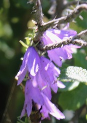 Campanula rapunculoides