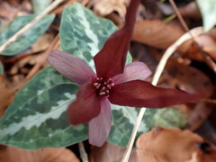 Trillium underwoodii