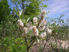 Salix cordata