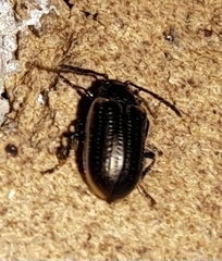 Microtheca ochroloma