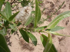 Salix cordata