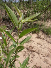 Salix cordata