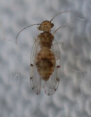 Ectopsocus