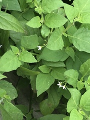 Solanum emulans