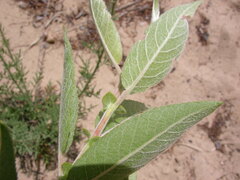 Salix cordata