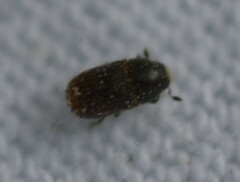 Phloeosinus hoferi