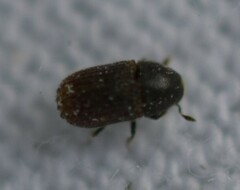 Phloeosinus hoferi