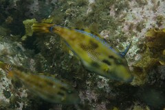 Meuschenia trachylepis