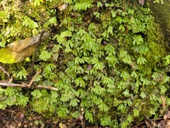 Symphyogyna hymenophyllum