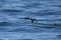 Pelecanoides garnotii