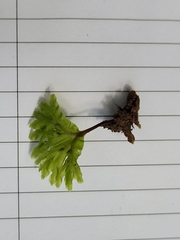 Symphyogyna hymenophyllum