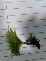 Symphyogyna hymenophyllum