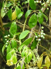 Cissus hypoglauca
