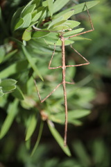 Ctenomorpha marginipennis